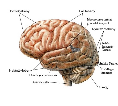 Közös integratív terület helye az agyunkban- K.I.T.